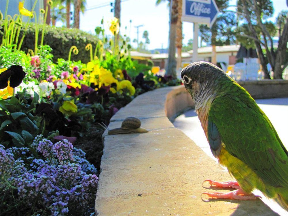 A Place In The Sun - Adults Only Big Units, 24h Heated Pool & In 1 Acre Park Prime Location, Dog Friendly, Midcentury Modern Boutique 4* Palm Springs